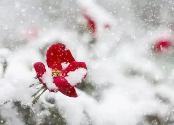适合雪景的配文 下雪是一件很浪漫的事情