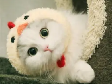 �����������黰100�� ��ʱ��һ��û��ϵ