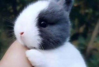 ���������ĸ�Ʒ�ֺ��� ʮ�������Ʒ��