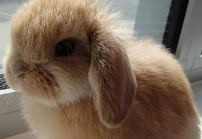 ���������ĸ�Ʒ�ֺ��� ʮ�������Ʒ��