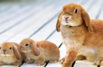 ���������ĸ�Ʒ�ֺ��� ʮ�������Ʒ��