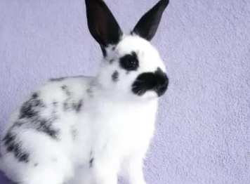 ���������ĸ�Ʒ�ֺ��� ʮ�������Ʒ��