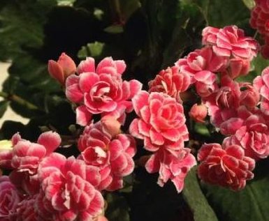 �����ͥÿ�궼�����Գ��ٻ� ������ĳ��ٻ�Ʒ��