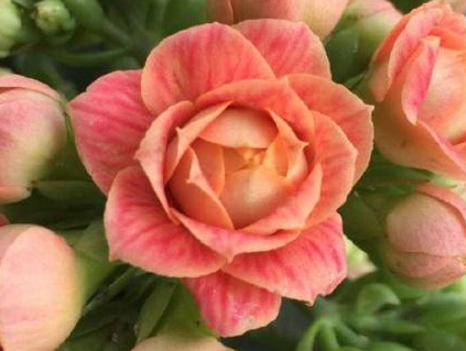 �����ͥÿ�궼�����Գ��ٻ� ������ĳ��ٻ�Ʒ��