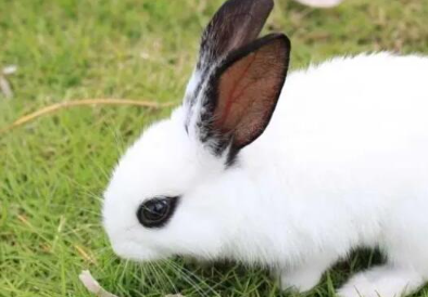 ���������ĸ�Ʒ�ֺ��� ʮ�������Ʒ��