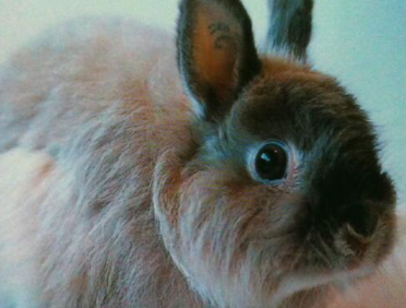 ���������ĸ�Ʒ�ֺ��� ʮ�������Ʒ��