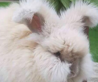 ���������ĸ�Ʒ�ֺ��� ʮ�������Ʒ��