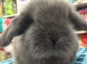 ���������ĸ�Ʒ�ֺ��� ʮ�������Ʒ��