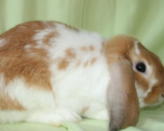 ���������ĸ�Ʒ�ֺ��� ʮ�������Ʒ��