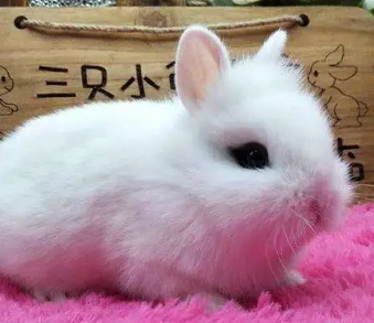 ���������ĸ�Ʒ�ֺ��� ʮ�������Ʒ��