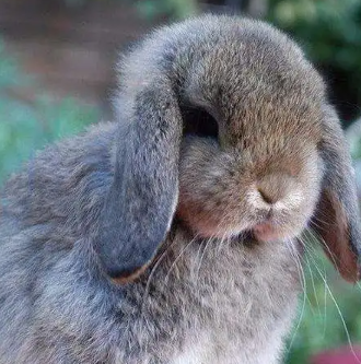 ���������ĸ�Ʒ�ֺ��� ʮ�������Ʒ��