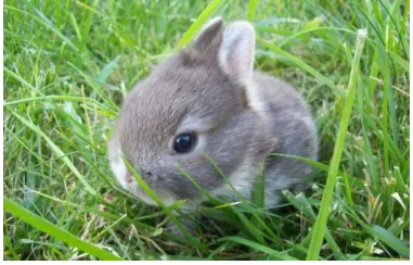 ���������ĸ�Ʒ�ֺ��� ʮ�������Ʒ��