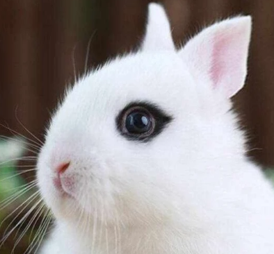 ���������ĸ�Ʒ�ֺ��� ʮ�������Ʒ��