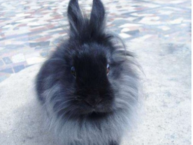 ���������ĸ�Ʒ�ֺ��� ʮ�������Ʒ��