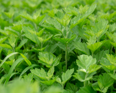 ��Ҷ�ݽ���ʲô�ô��Ĺ�Ч������ �ܶ���ϲ���������ɸ��