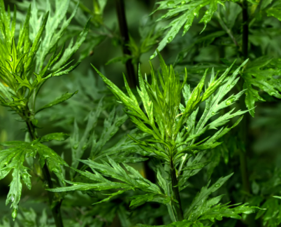 ��Ҷ�ݽ���ʲô�ô��Ĺ�Ч������ �ܶ���ϲ���������ɸ��