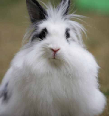 ���������ĸ�Ʒ�ֺ��� ʮ�������Ʒ��