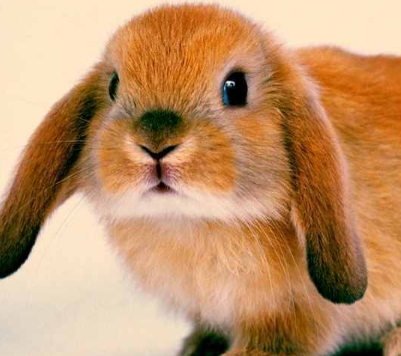 ���������ĸ�Ʒ�ֺ��� ʮ�������Ʒ��