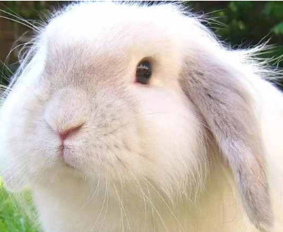 ���������ĸ�Ʒ�ֺ��� ʮ�������Ʒ��