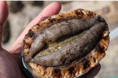 �������Щ��λ �����ܳԵĲ�λ