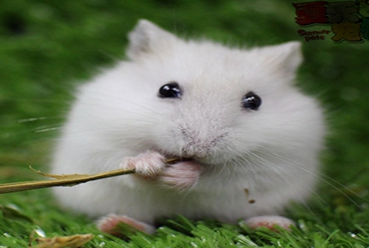 �����Ķ����� ���Դ�ȥѧУ��С����