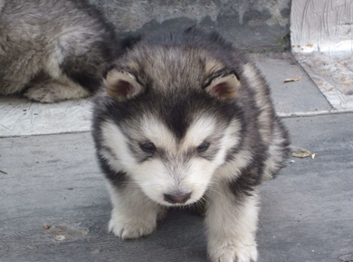 �����Ķ����� ���Դ�ȥѧУ��С����