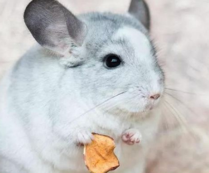 �����Ķ����� ���Դ�ȥѧУ��С����