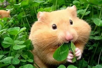 属鼠女起微信名带来好运 大气有格局的微信名