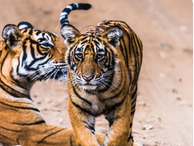 86�������в����� ����ȡʲô�������������к�