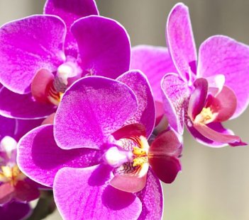 ����������������Ԣ�� ��ͬ��ɫ�ĺ��������Ų�ͬ�Ļ���