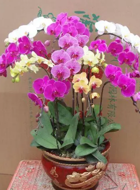 ����������������Ԣ�� ��ͬ��ɫ�ĺ��������Ų�ͬ�Ļ���