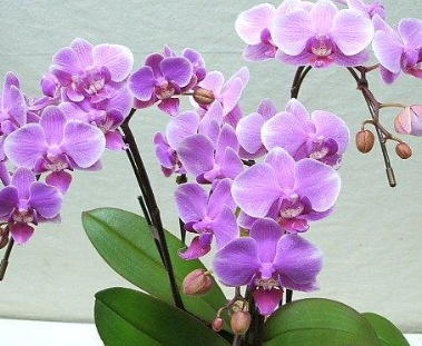 ����������������Ԣ�� ��ͬ��ɫ�ĺ��������Ų�ͬ�Ļ���