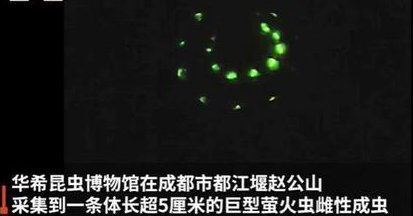 �Ĵ�����Լ5���׳�����ө��� ����ԶԶ������ͨө���