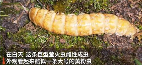 �Ĵ�����Լ5���׳�����ө��� ����ԶԶ������ͨө���