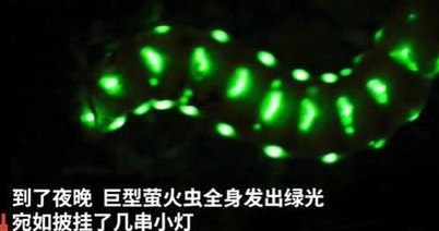 �Ĵ�����Լ5���׳�����ө��� ����ԶԶ������ͨө���