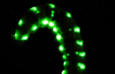 �Ĵ�����Լ5���׳�����ө��� ����ԶԶ������ͨө���