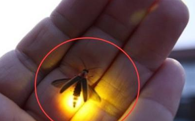 �Ĵ�����Լ5���׳�����ө��� ����ԶԶ������ͨө���