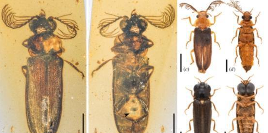 �Ĵ�����Լ5���׳�����ө��� ����ԶԶ������ͨө���