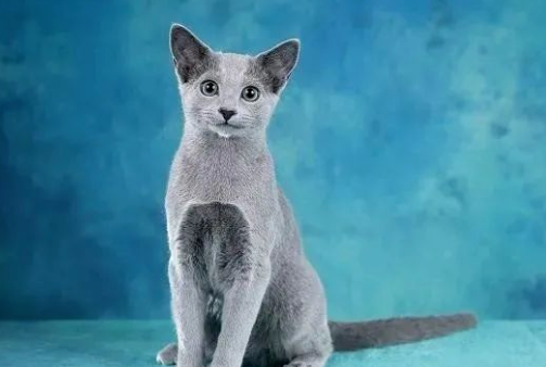 十大最贵名猫 品种稀有的猫非常稀有