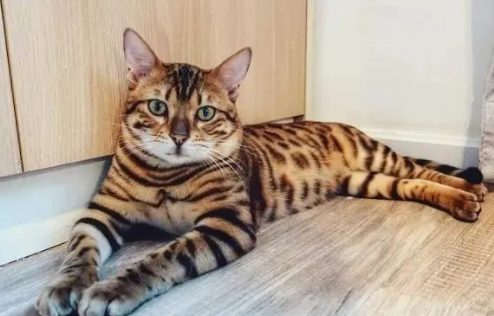 ʮ�������è Ʒ��ϡ�е�è�ǳ�ϡ��