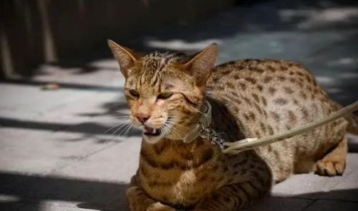 ʮ�������è Ʒ��ϡ�е�è�ǳ�ϡ��