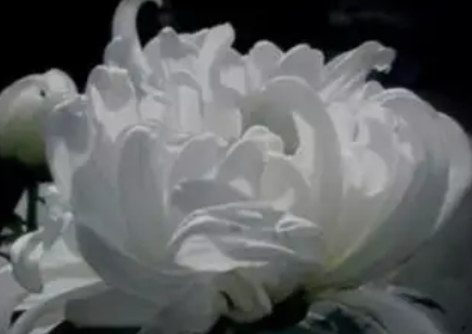 简短哀悼语八个字 我们要珍惜眼前人