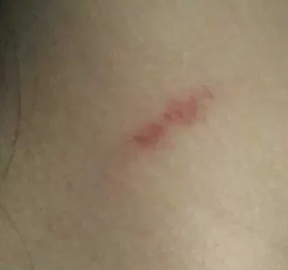 ��ݮӡ��ô�������� ����ݮ�Ĳ��輼��