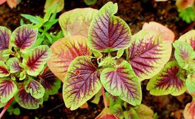 �캹�˵Ĺ�Ч ����ʳ�Ŀ��Բ�Ѫ����