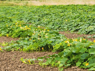 ũ��������������׬Ǯ һ�������ڵ���׬��Ǯ