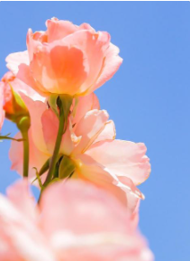 ��л�Ļ���ů�ļ�� �Ƕ����˰����Ļر�