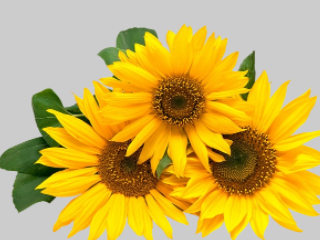 ��л�Ļ���ů�ļ�� �Ƕ����˰����Ļر�