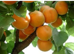 ���ӵĹ�Ч������ Ԥ����Ѫ�ܼ���