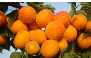 ���ӵĹ�Ч������ Ԥ����Ѫ�ܼ���