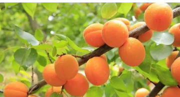 ���ӵĹ�Ч������ Ԥ����Ѫ�ܼ���